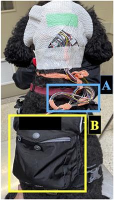 Feasibility of in-home electroencephalographic and actigraphy recordings in dogs